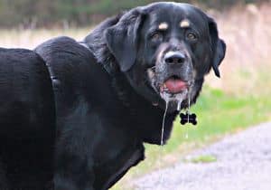 my dog has slimy saliva