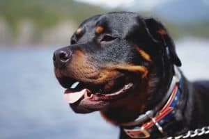 rottweilers have spots over eyebrows