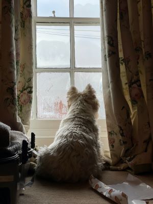 when do westie ears stand up