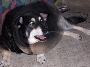 Can a hernia kill a dog