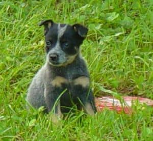 blue heeler rat terrier