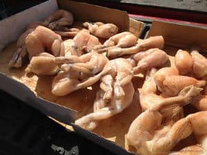 can dogs eat frog legs