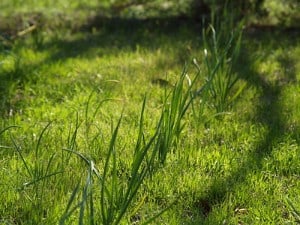 can dogs eat onion grass