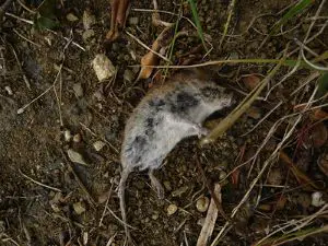 dog ate dead mouse