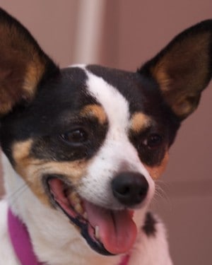 how long can a chihuahua go without water