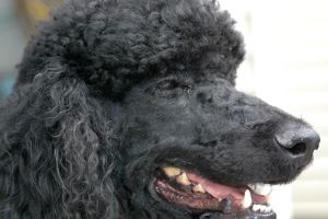 poodle dreadlocks