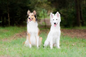 what is a scotch shepherd dog