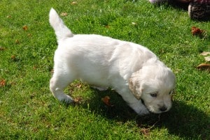 why does my puppy have dandruff