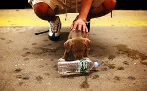 why is my new puppy not drinking water 1