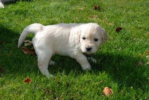 A puppy having a poop in the garden