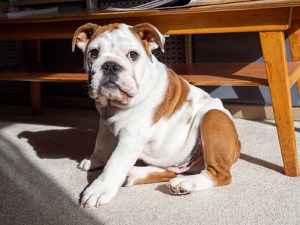 bulldogs with long legs