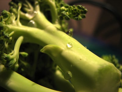 can dogs eat broccoli stems