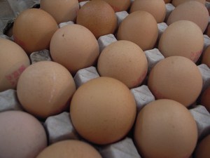 can puppies eat eggs