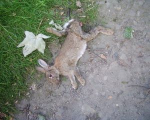 dog ate dead rabbit