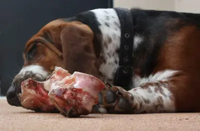 A dog lying on the floor chewing on a pork shoulder bone.