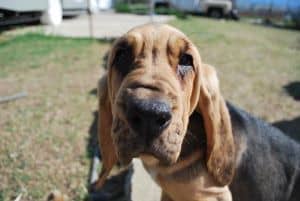 A Bloodhound with a pronounced occiput