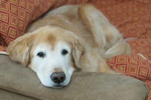 how long is a day for a dog