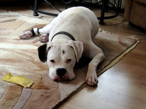 how much do dog stitches cost