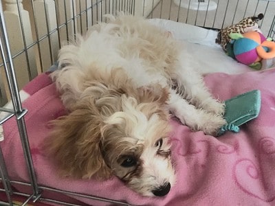 Why Has My Puppy Got Diarrhea At Night? | Quality Dog Resources