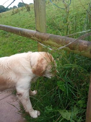 why do dogs lick wet grass
