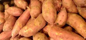 Are sweet potatoes good for dogs with liver problems
