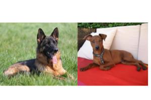 German Shepherd Miniature Pinscher