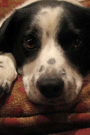 black white beagle