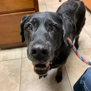 dog coughing stuck in throat