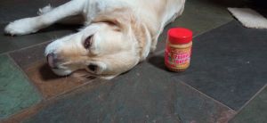 dog doesnt like peanut butter