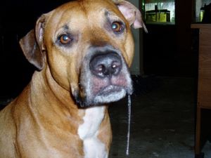 dog drooling and diarrhea