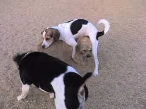 dog humping new puppy