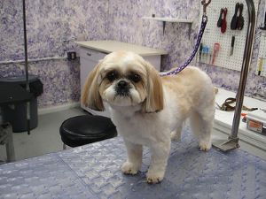 dog in pain anal glands