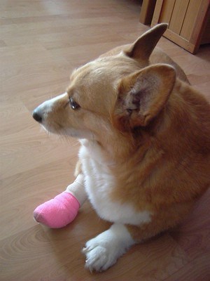 dog nail separated from quick