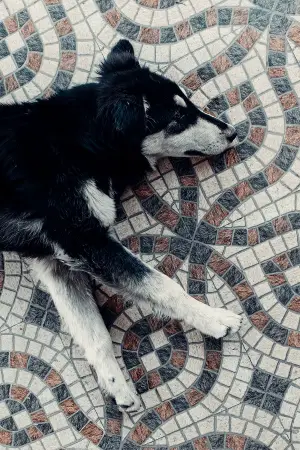 dog sleep legs straight out