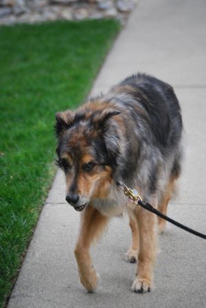 dog stumble front legs
