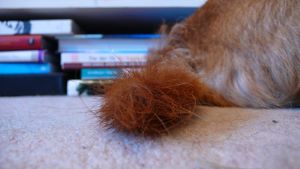 dog tail swollen base