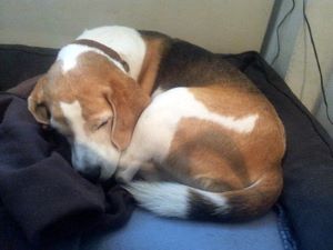 dog wagging tail asleep