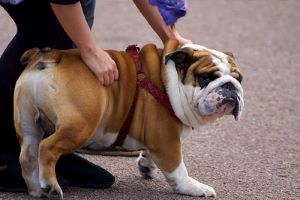 dog yelps touched lower back