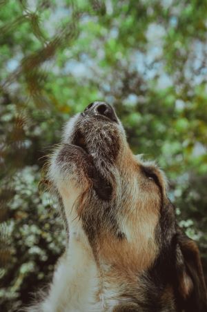 dogs howl people howl