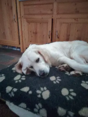 A bitch lying on a dog bed feeling sorry for herself