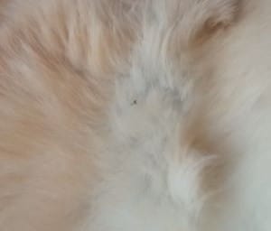 fle dirt but no fleas 2