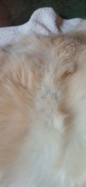 fle dirt but no fleas