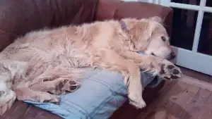 how to knock a dog unconscious