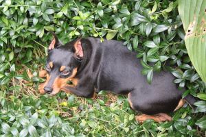 min pin fat