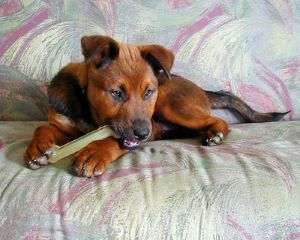 nylabone alternative