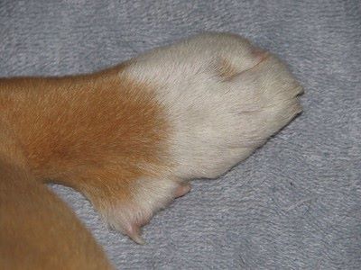 what is a double dewclaw