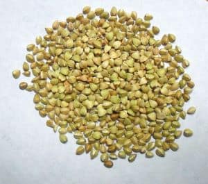 can dogs eat buckwheat