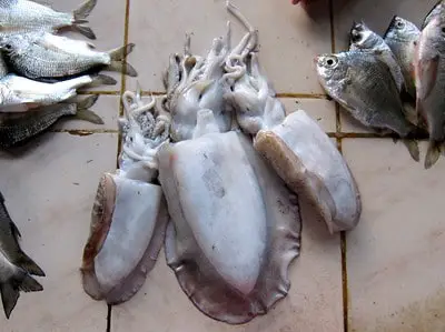can dogs eat cuttlefish