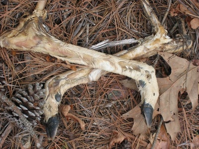 can dogs eat deer legs