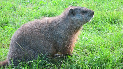 can dogs eat groundhogs